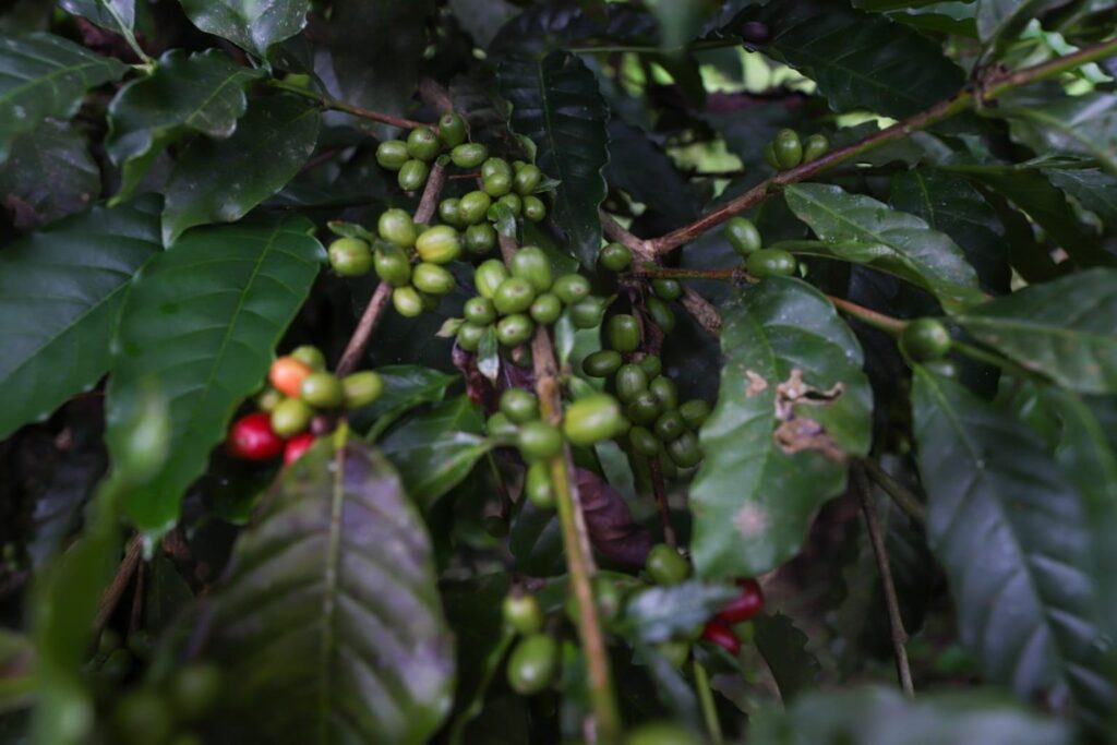 Lei do Amazonas Prioriza Café Local em Compras do Governo