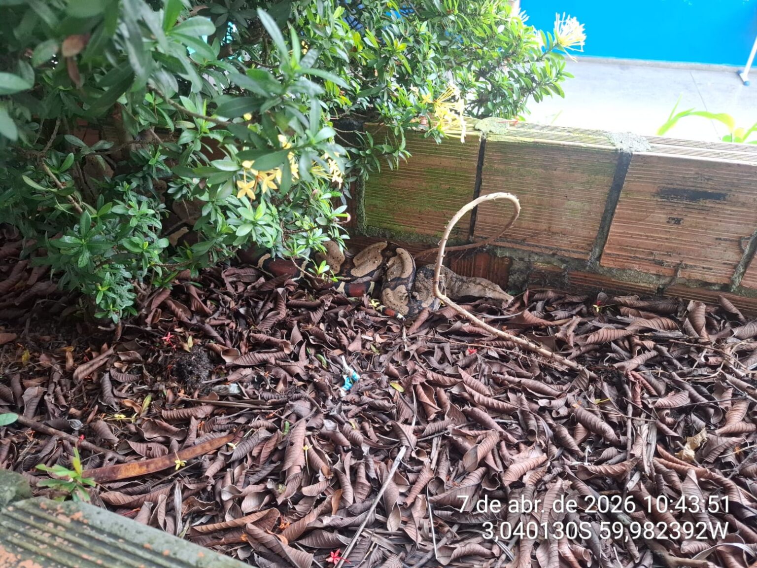 Cobra Jiboia Resgatada em Escola no Bairro Cidade Nova: Ação Rápida da PMAM Cobra Jiboia Resgatada em Escola no Bairro Cidade Nova: Ação Rápida da PMAM