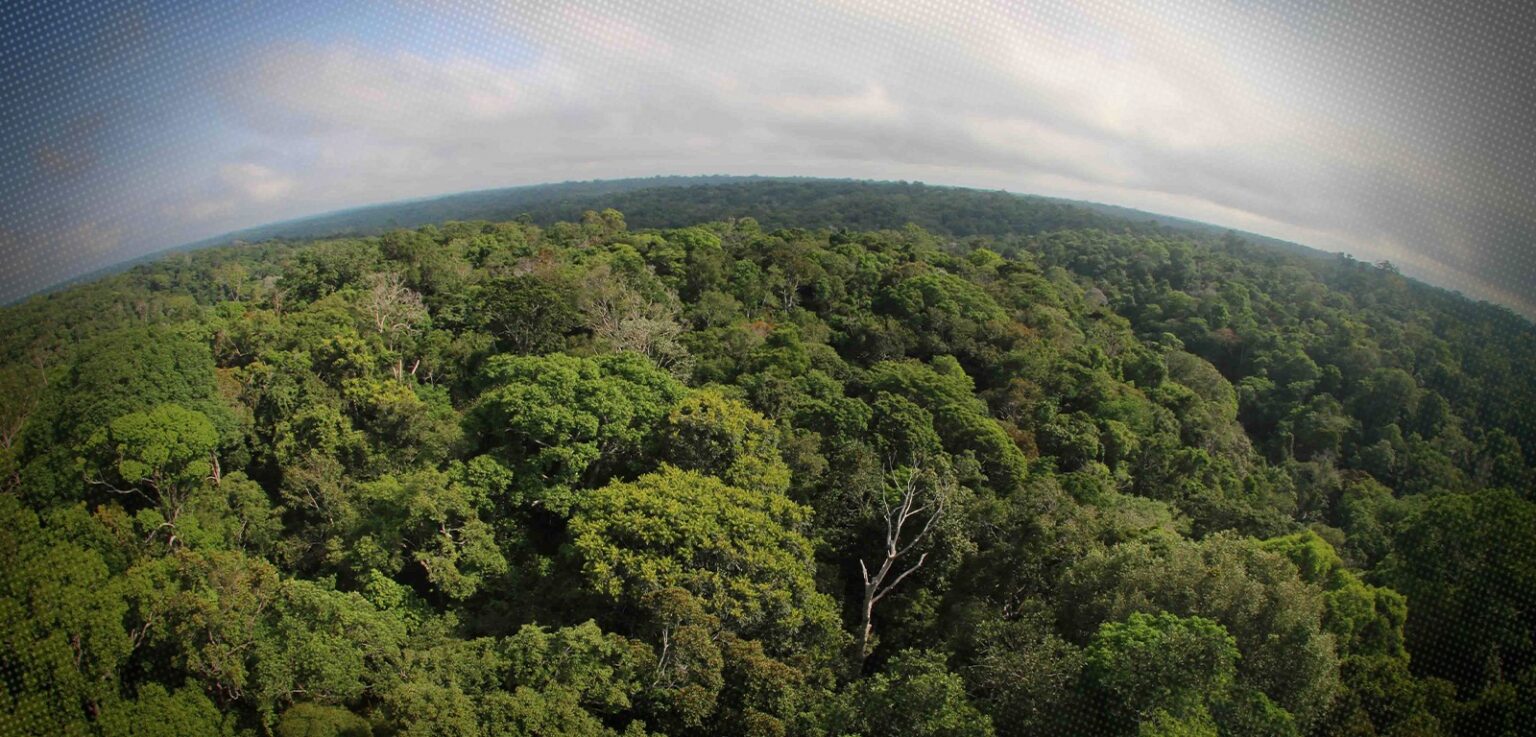 Desmatamento no Amazonas Cai 30% no Primeiro Trimestre de 2026 Desmatamento no Amazonas Cai 30% no Primeiro Trimestre de 2026