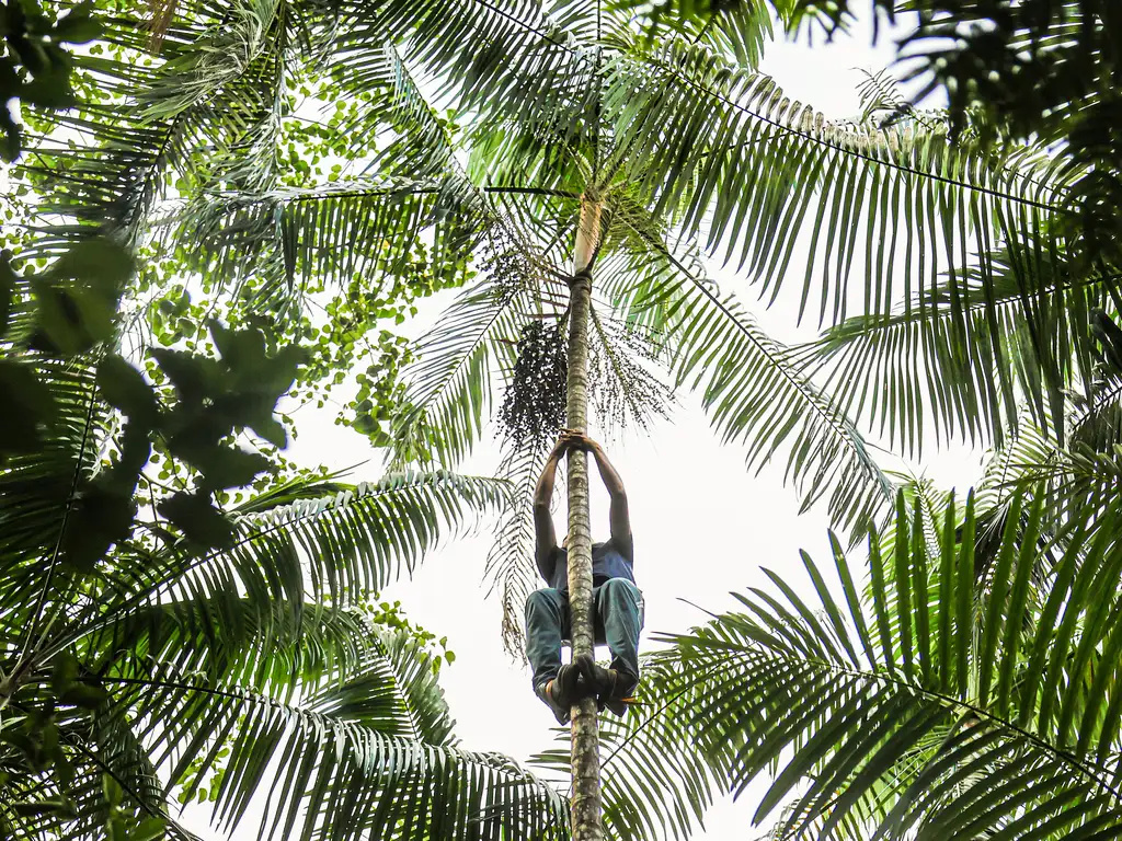 FAPESP Lança Chamada para o Programa NexBio Amazônia e Fortalece Inovação Sustentável FAPESP Lança Chamada para o Programa NexBio Amazônia e Fortalece Inovação Sustentável