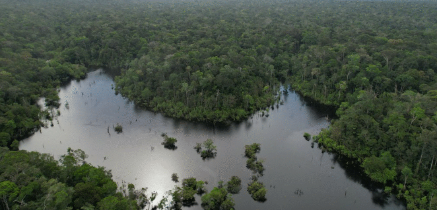 Governo Federal Libera Concessão Florestal em Área Crítica do Amazonas