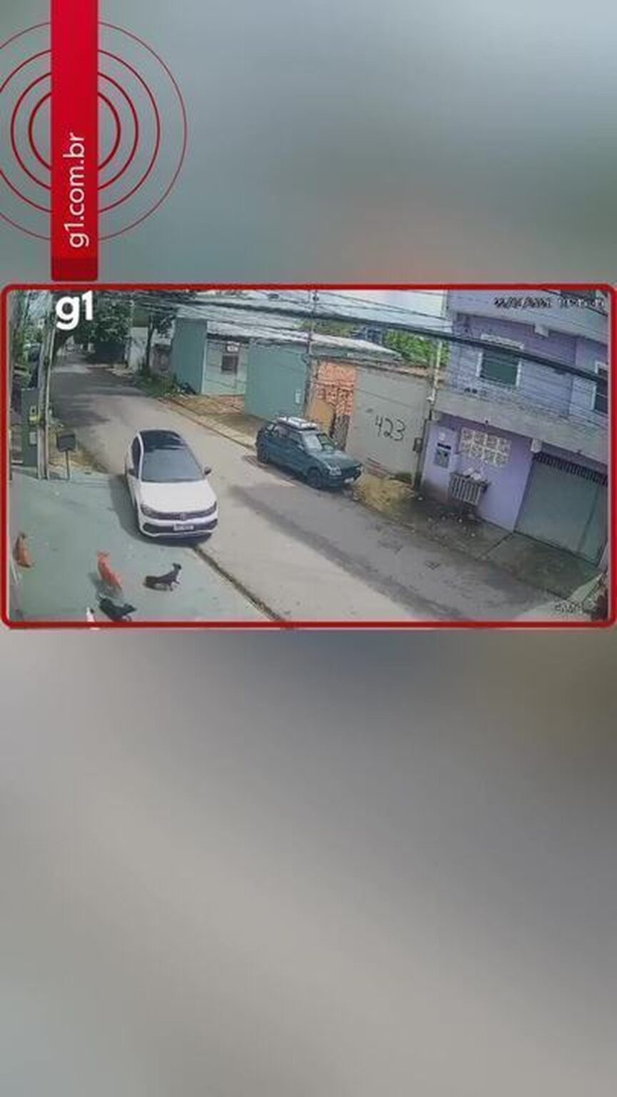 Homem é preso após atropelar cães em Manaus ao tentar embarcar em aeroporto Homem é preso após atropelar cães em Manaus ao tentar embarcar em aeroporto