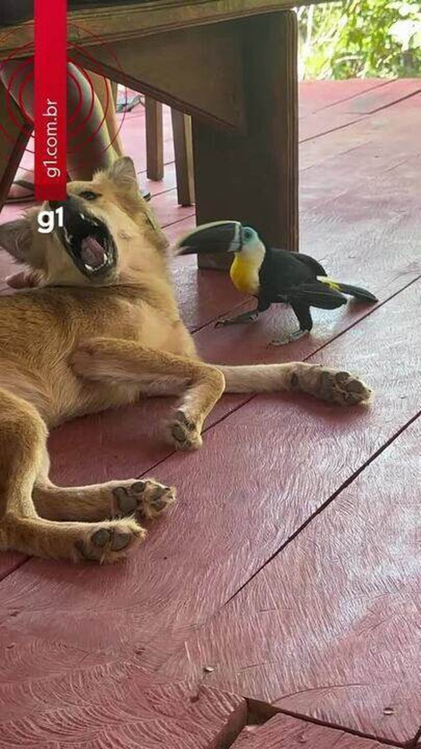 Amizade Inusitada entre Tucano e Cachorro Encanta Comunidade Indígena do Amazonas Amizade Inusitada entre Tucano e Cachorro Encanta Comunidade Indígena do Amazonas