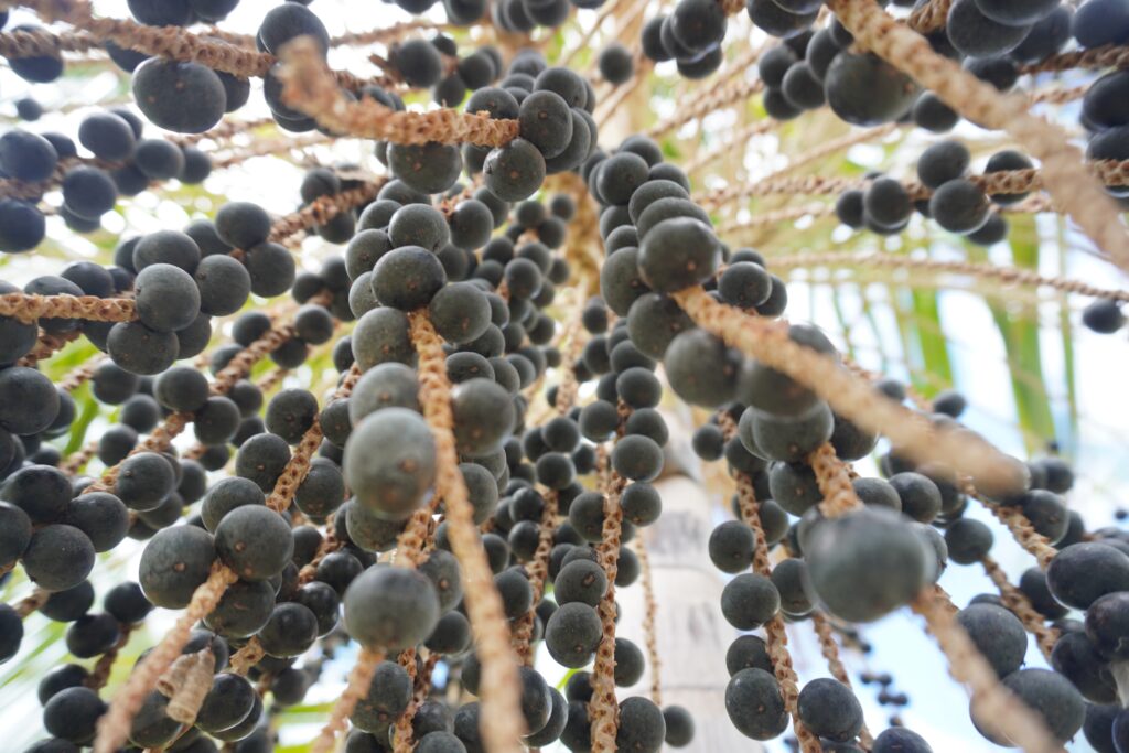 Aumento Surpreendente: Preço do Litro do Açaí Atinge R$ 70 em Belém