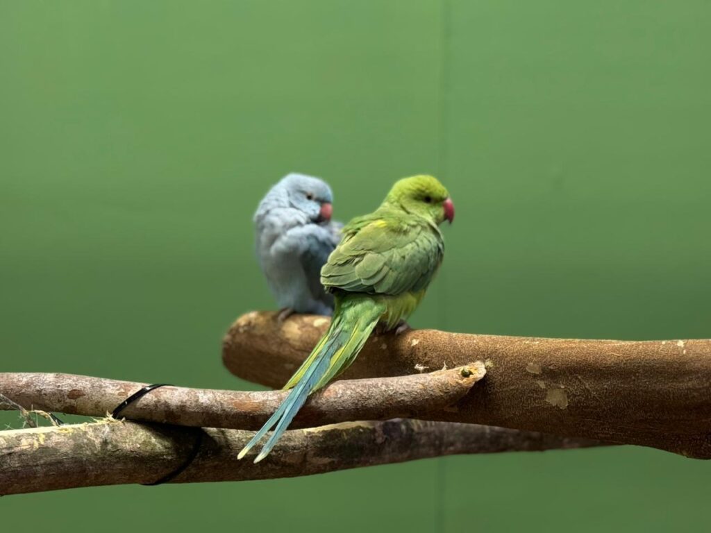 Bosque Zoo em Belém: Um Encontro Com Mais de 20 Espécies de Animais