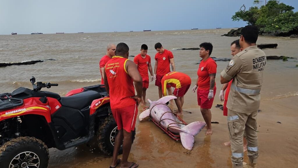 Boto-Cor-de-Rosa Encontrado Morto em Praia de Belém Passa por Necropsia Boto-Cor-de-Rosa Encontrado Morto em Praia de Belém Passa por Necropsia