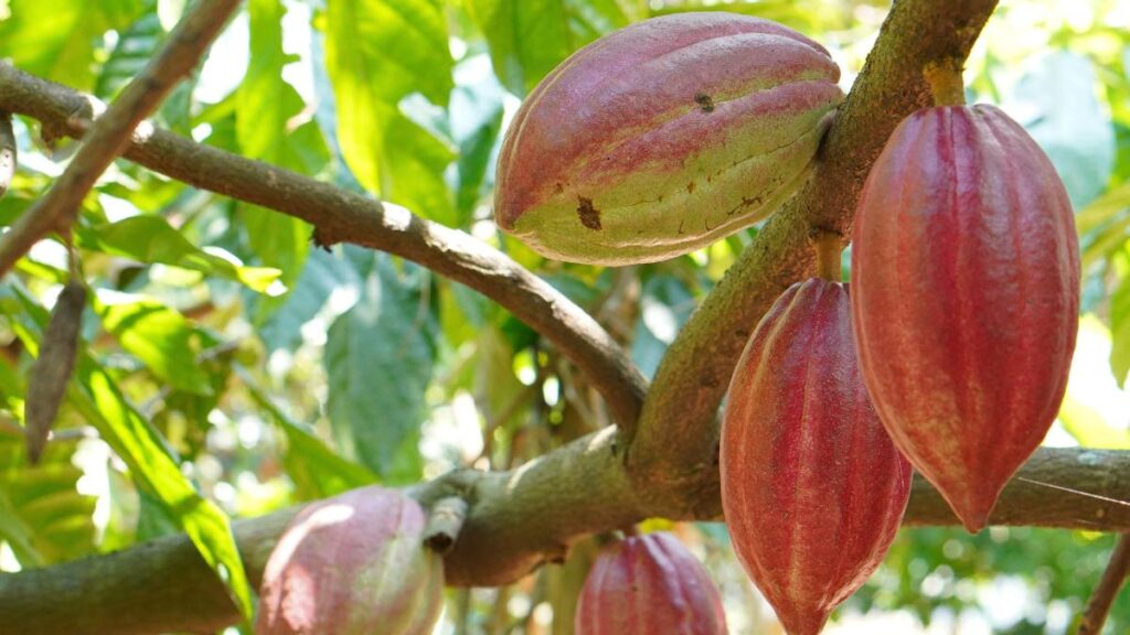 Dia do Cacau: Pará Se Destaca como Líder na Produção do Ouro Negro no Brasil Dia do Cacau: Pará Se Destaca como Líder na Produção do Ouro Negro no Brasil
