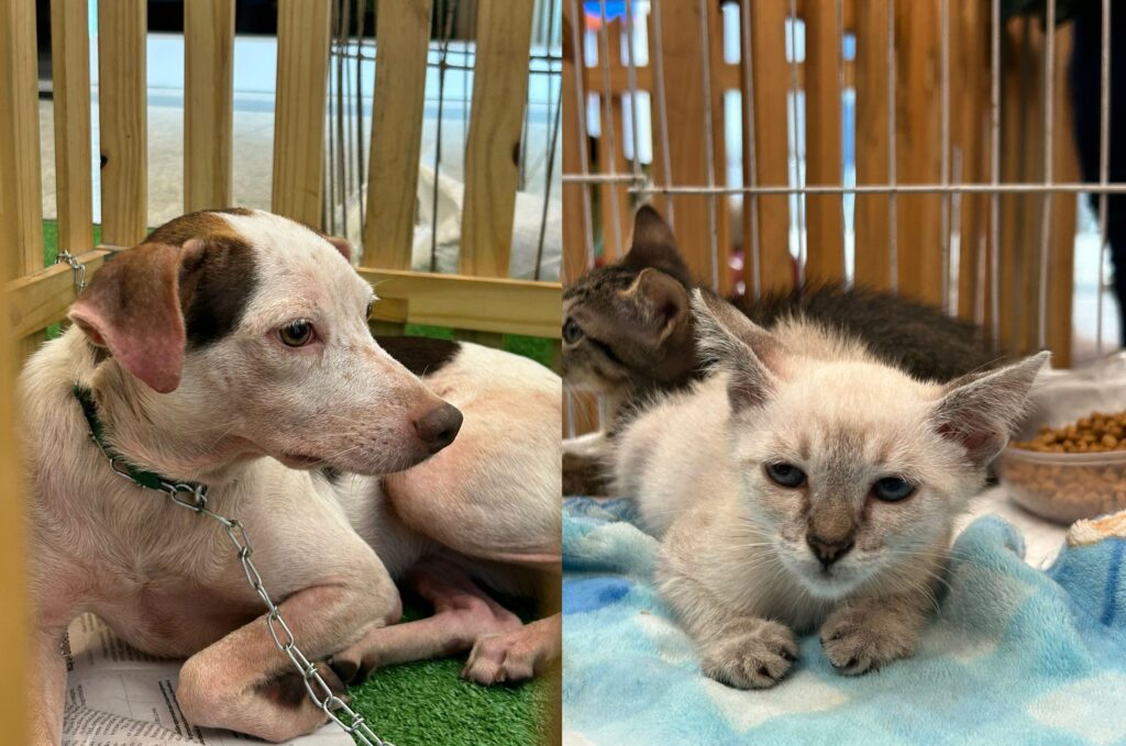Feira de Adoção Pet em Belém: Encontro de Cães e Gatos Resgatados com Novos Lares