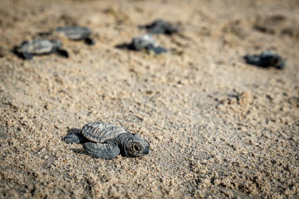 Recorde no Nascimento de Filhotes de Tartaruga em Paulista-PE: 165 Novos Habitantes do Mar