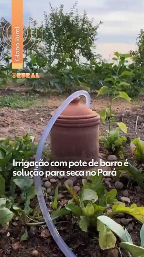 Sistema Irrigapote: Solução Inovadora Transformando a Agricultura no Pará