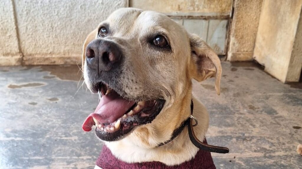 Vacinação e Adoção de Animais em Belém: Evento Gratuito Neste Domingo, 29
