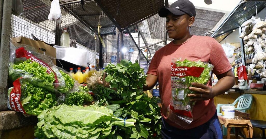 Alta no Preço de Hortaliças Chega a 20% e Impacta Orçamento das Famílias em Belém Alta no Preço de Hortaliças Chega a 20% e Impacta Orçamento das Famílias em Belém