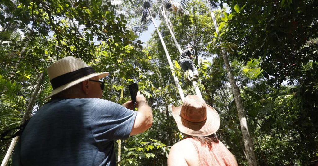 Crescimento Turístico no Pará: Mais de 30% em 2025 e R$ 1 Bilhão em Receita Crescimento Turístico no Pará: Mais de 30% em 2025 e R$ 1 Bilhão em Receita
