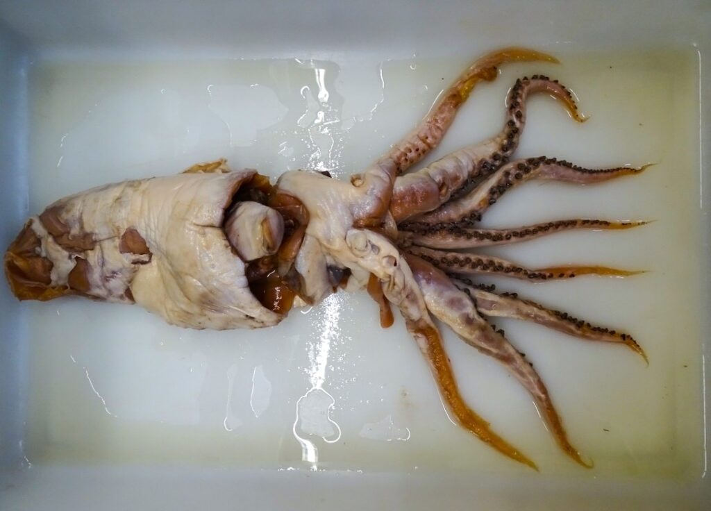 Descoberta da ‘Lula de Poseidon’ Renova Esperanças sobre a Biodiversidade Marinha Descoberta da 'Lula de Poseidon' Renova Esperanças sobre a Biodiversidade Marinha