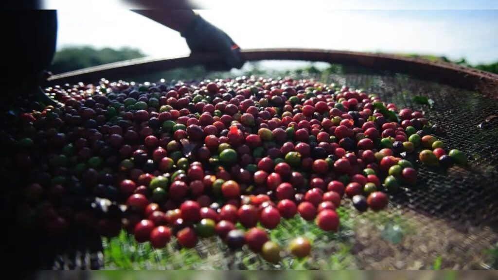 Dia Mundial do Café: A Origem do Grão no Brasil e sua História Pioneira Dia Mundial do Café: A Origem do Grão no Brasil e sua História Pioneira