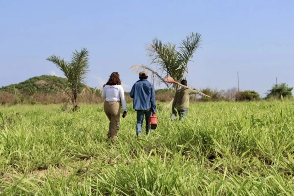 Governo do Pará Implementa Iniciativas para Melhorar a Qualidade de Vida em Áreas de Recuperação Florestal Governo do Pará Implementa Iniciativas para Melhorar a Qualidade de Vida em Áreas de Recuperação Flo