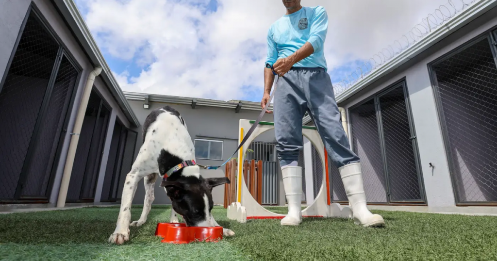 ‘ReinserCão’: Integrando Cuidado Animal e Ressocialização no Pará