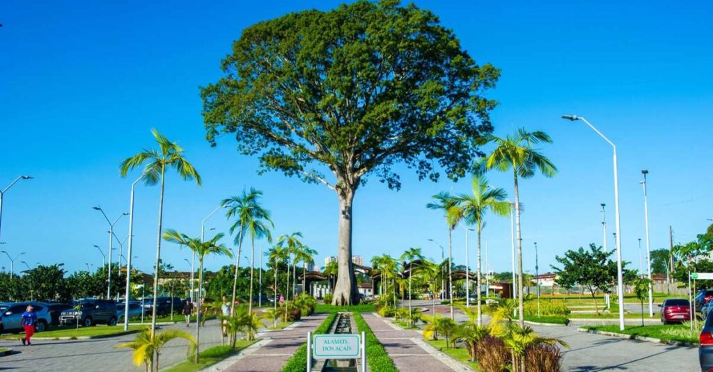 Ciência Cidadã: Como a população de Belém se conecta com a biodiversidade amazônica Ciência Cidadã: Como a população de Belém se conecta com a biodiversidade amazônica