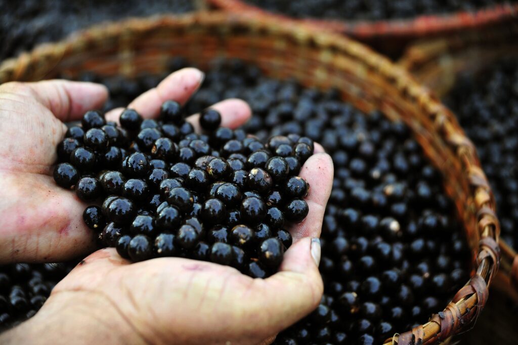 Estudo Revela Efeito Neuroprotetor do Açaí em Adolescentes: Uma Nova Fronteira Científica