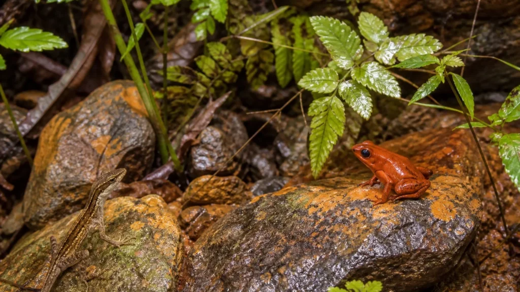 Descubra o Mundo dos Sapos e Lagartos Entre a Canga e a Floresta do Pará