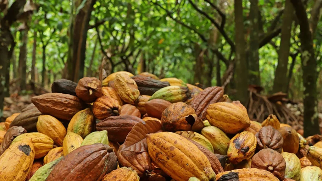 Cacau na Amazônia: Crescimento Sustentável Sobre Pastagens Sem Avanço na Floresta