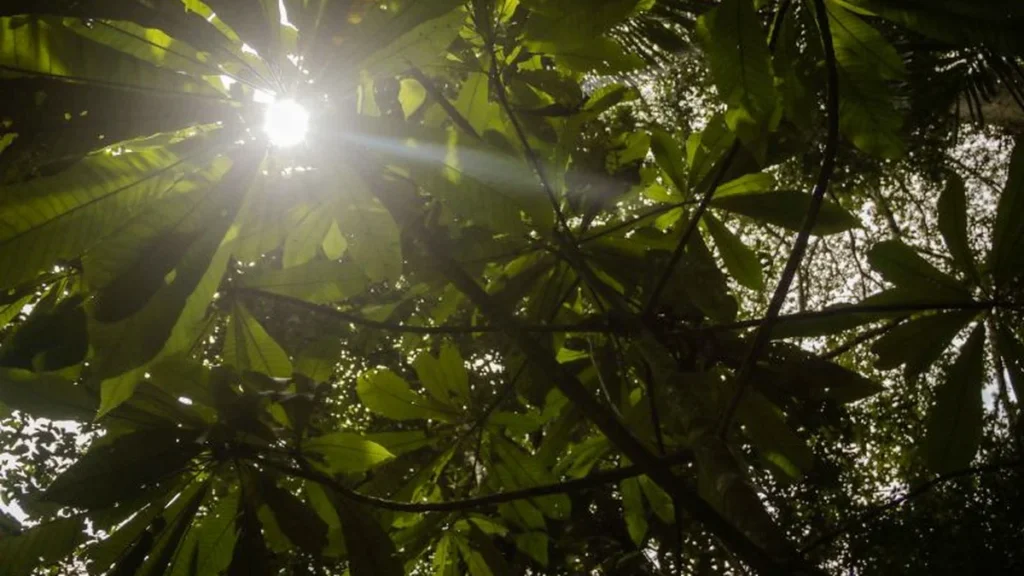 18 Espécies-Chave que Aceleram a Recuperação da Floresta Amazônica