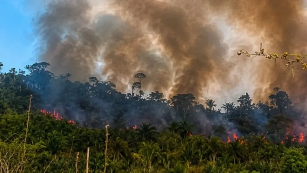 Incêndio em Terra Indígena Apyterewa ameaça floresta e comunidade Parakanã Incêndio em Terra Indígena Apyterewa ameaça floresta e comunidade Parakanã