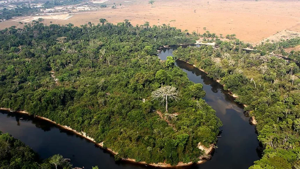 Alertas de desmatamento disparam no Pará e impulsionam alta na Amazônia Alertas de desmatamento disparam no Pará e impulsionam alta na Amazônia