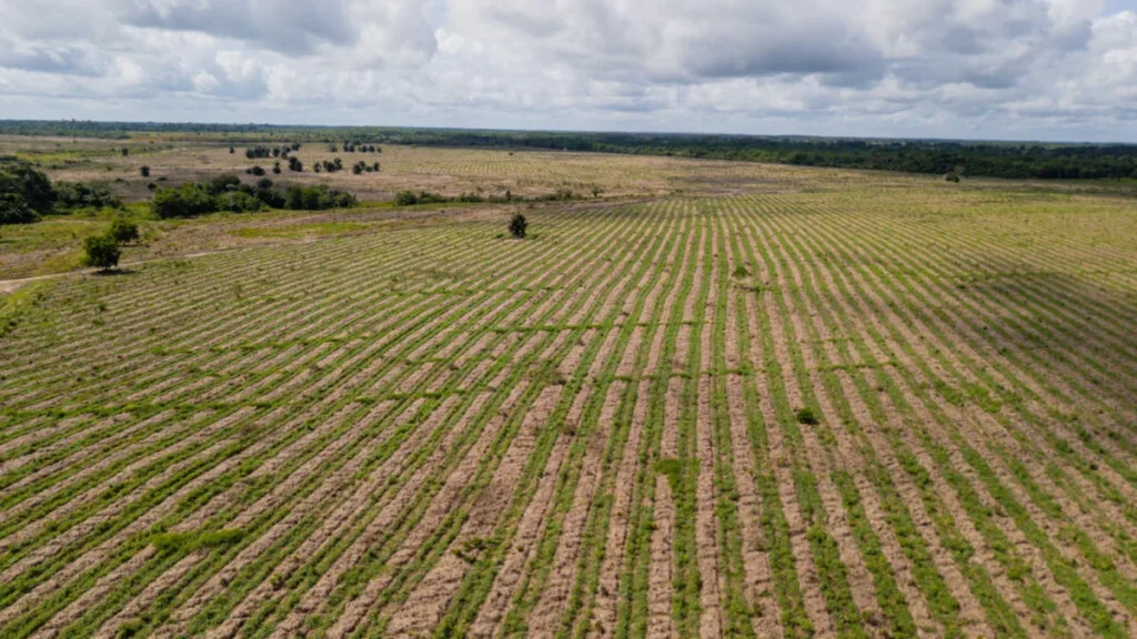 Com R$ 200 milhões do Fundo Clima, Mombak inicia restauração ecológica de 7,2 mil hectares no Pará