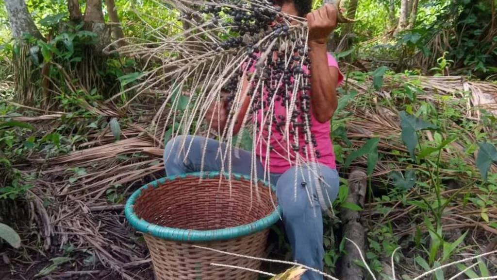 Pará lidera a produção agrícola nacional com R$ 38,38 bilhões e destaque em cinco culturas