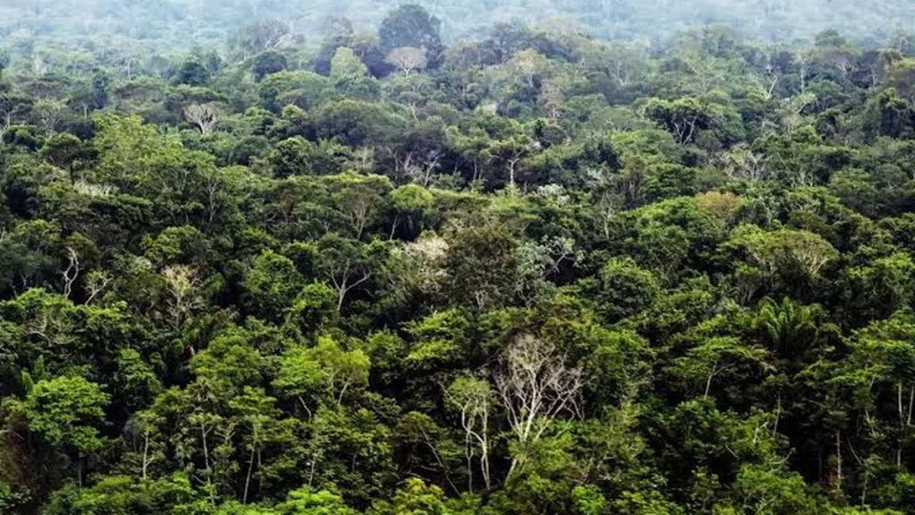 Preservar a Floresta na Propriedade Aumenta a Produtividade e Protege a Lavoura do Clima