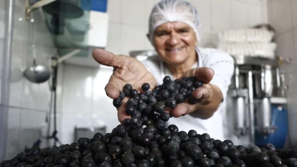 Queda no preço do açaí em Belém reduz impacto no bolso, mas demanda mantém valores altos Queda no preço do açaí em Belém reduz impacto no bolso, mas demanda mantém valores altos
