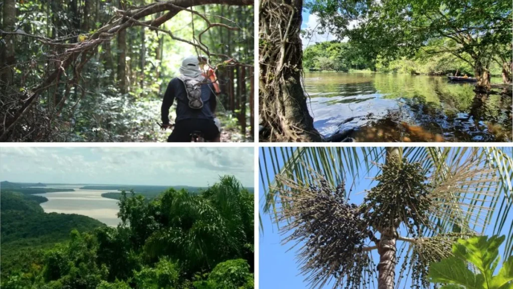 Trilha Amazônia Atlântica impulsiona ecoturismo e conservação ambiental no Pará Trilha Amazônia Atlântica impulsiona ecoturismo e conservação ambiental no Pará