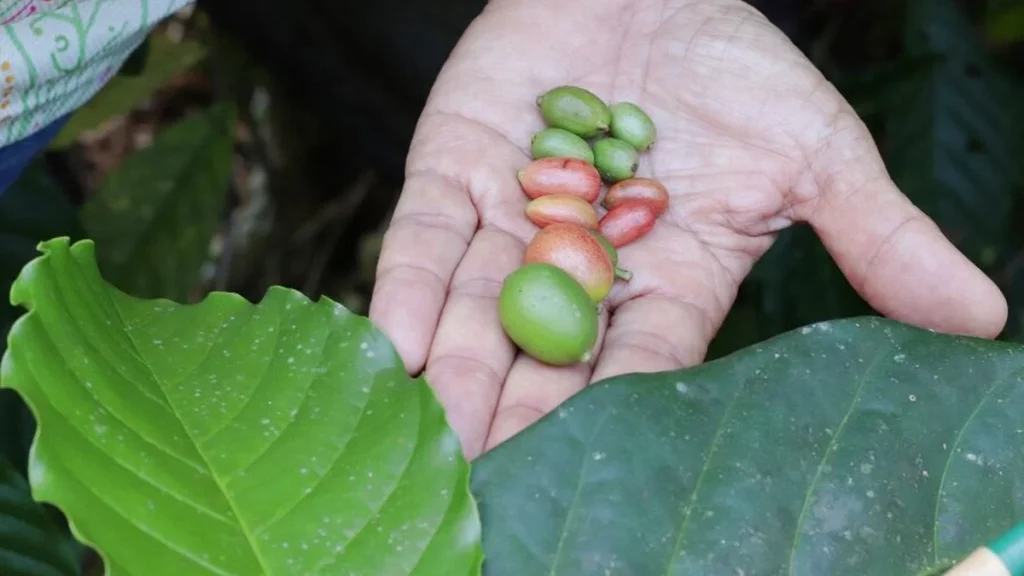Espécie Rara de Café é Redescoberta em Quintais do Pará e Revela Patrimônio Agroflorestal