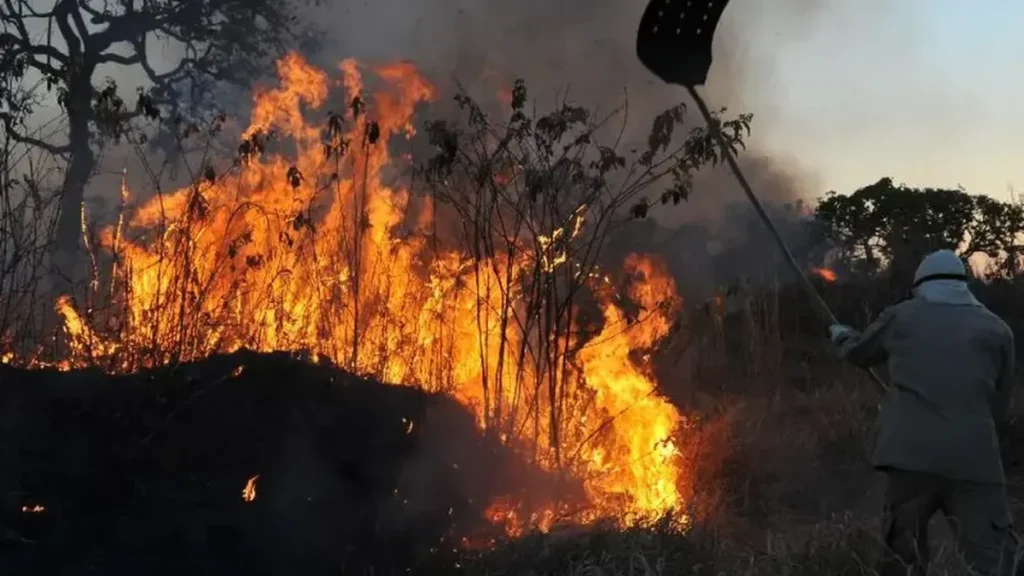 Governo e Ibama têm 10 dias para detalhar ações contra queimadas na Amazônia Governo e Ibama têm 10 dias para detalhar ações contra queimadas na Amazônia