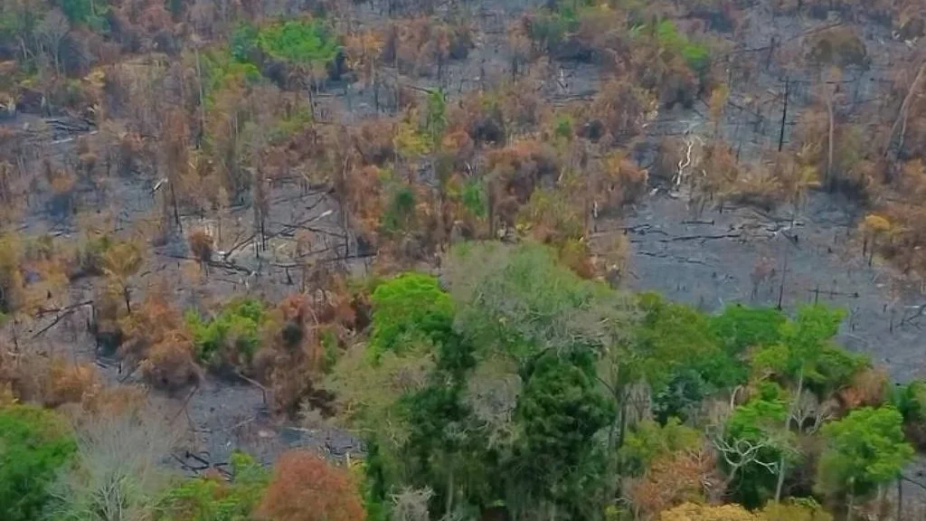 Pará lidera incêndios no Brasil com mais da metade dos focos ativos