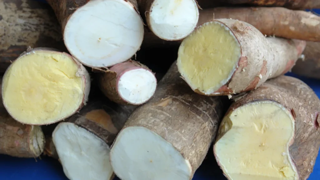 Pará lidera produção de mandioca e tem potencial para expandir cadeia produtiva
