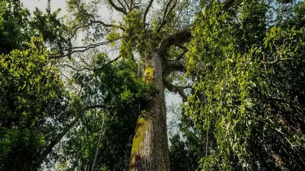 Pará reduz emissões de CO₂ em mais de 40% e avança na luta contra o desmatamento