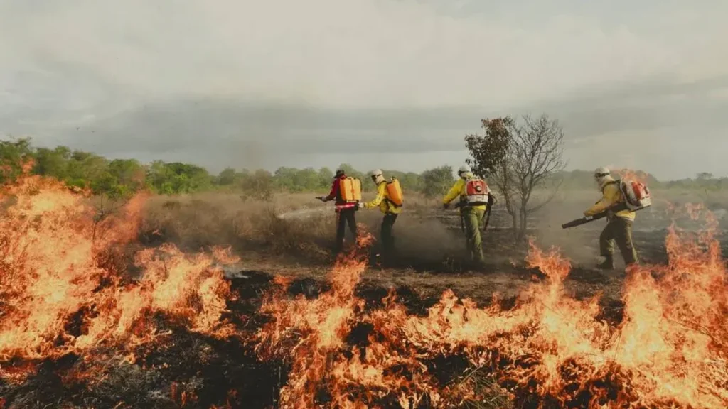 Projeto Sem Flama une comunidades e ciência para combater queimadas no Pará Projeto Sem Flama une comunidades e ciência para combater queimadas no Pará