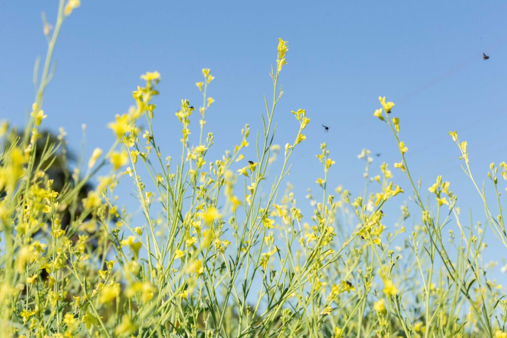 Brasil Expande Fronteiras Agrícolas com Culturas Emergentes na 2ª Safra Brasil Expande Fronteiras Agrícolas com Culturas Emergentes na 2ª Safra