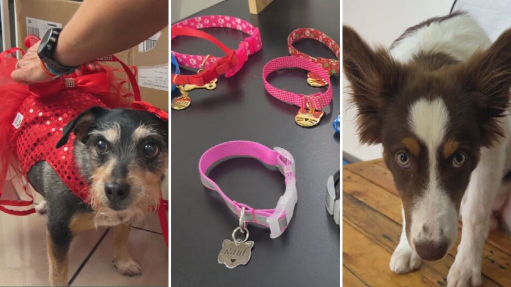 Personalização de Itens para Pets: Um Mercado em Crescimento e Tendência de Negócios Personalização de Itens para Pets: Um Mercado em Crescimento e Tendência de Negócios