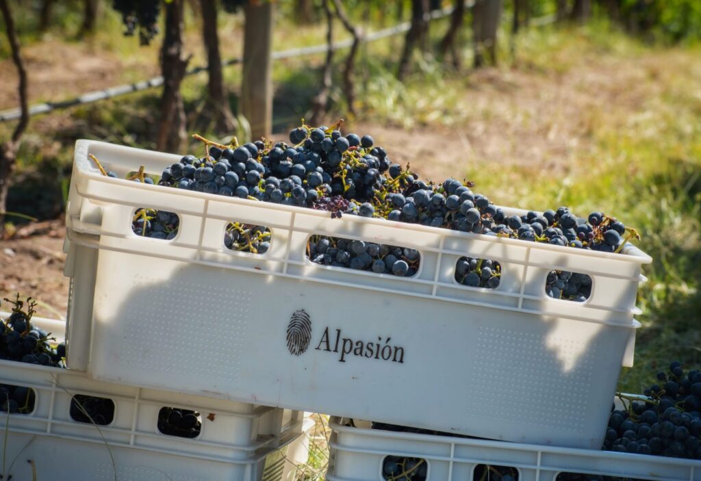Alpasión: A Vinícola de Mendoza Originada em uma Escola de Negócios Alpasión: A Vinícola de Mendoza Originada em uma Escola de Negócios
