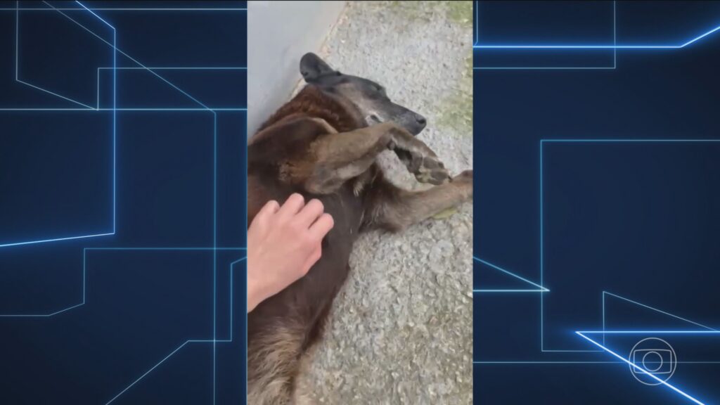 Indiciados por Coação de Testemunha em Caso de Agressão ao Cachorro Orelha em Florianópolis Indiciados por Coação de Testemunha em Caso de Agressão ao Cachorro Orelha em Florianópolis