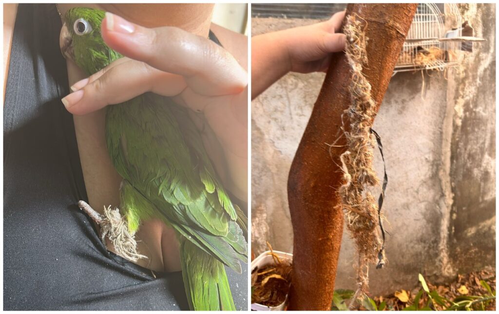 Moradores de Sorocaba Enfrentam Desafios em Resgates de Animais Silvestres sem Centro de Reabilitação Moradores de Sorocaba Enfrentam Desafios em Resgates de Animais Silvestres sem Centro de Reabilitaçã