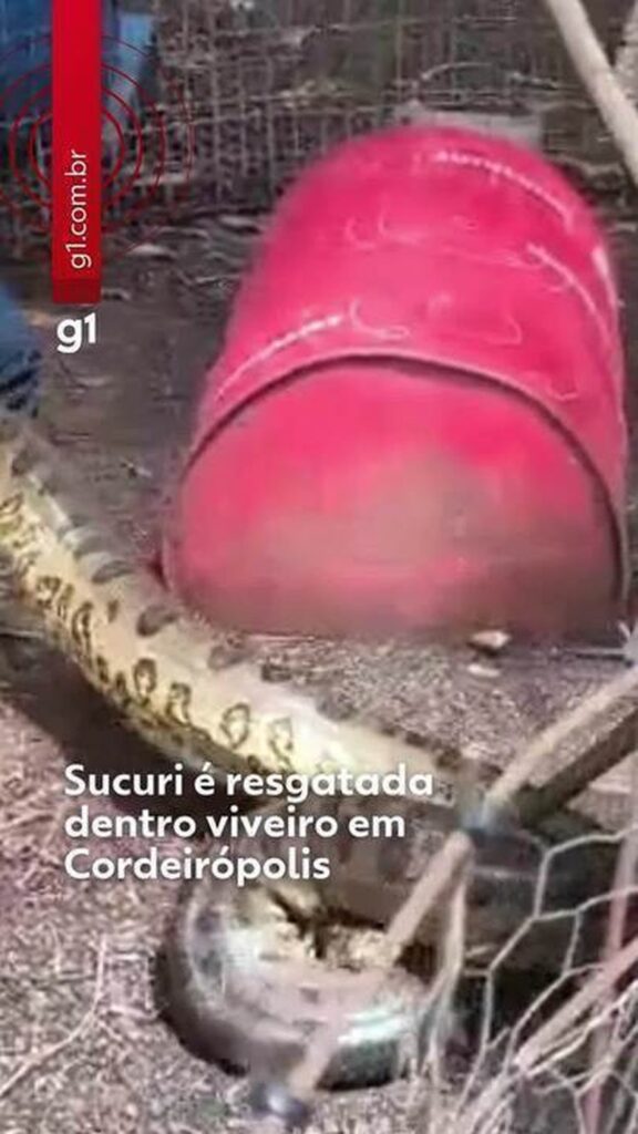 Resgate de Sucuri em Cerâmica do Interior de SP Chama Atenção Resgate de Sucuri em Cerâmica do Interior de SP Chama Atenção