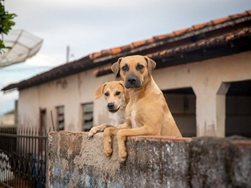 São Paulo Lança Plataforma On-line para Denúncias de Maus-Tratos a Animais São Paulo Lança Plataforma On-line para Denúncias de Maus-Tratos a Animais