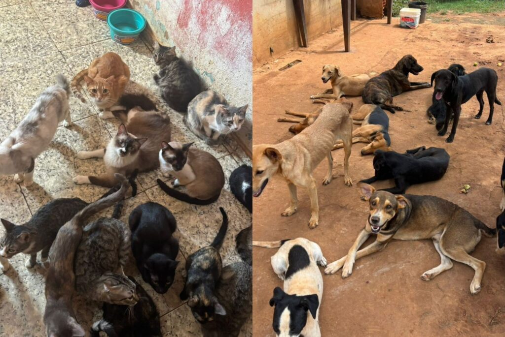 Aumento de Maus-Tratos a Animais em SP: Urge Fortalecer Leis, Afirma Presidente da OAB