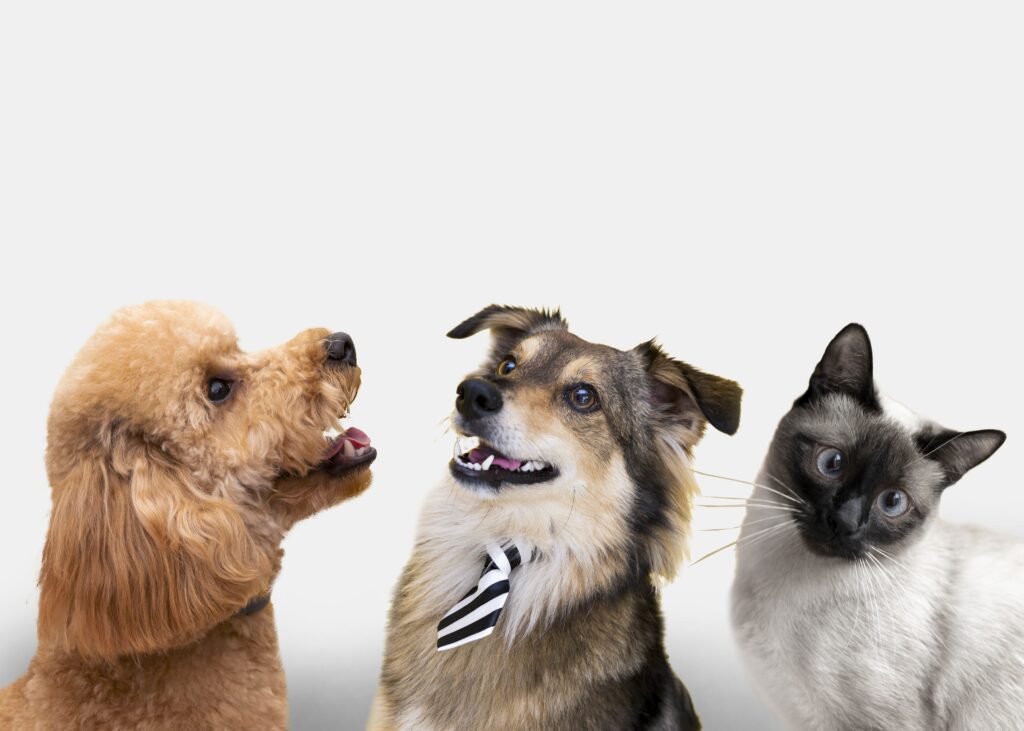 Tendências do Mercado Pet para 2026: Bem-estar e Alimentação Natural em Alta Tendências do Mercado Pet para 2026: Bem-estar e Alimentação Natural em Alta