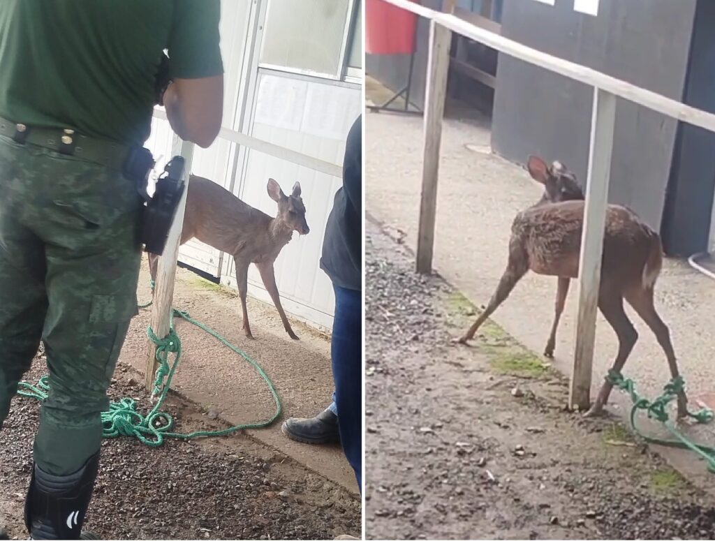 Veado Ferido é Resgatado na Rodovia dos Bandeirantes em Jundiaí e Recebe Cuidados