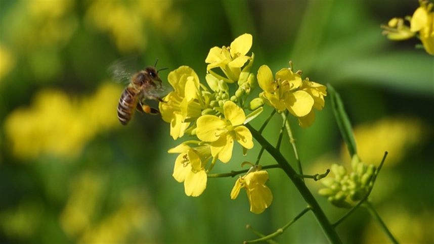 Cultura da Canola Ganha Espaço no Brasil e Impulsiona Renda no Campo Cultura da Canola Ganha Espaço no Brasil e Impulsiona Renda no Campo